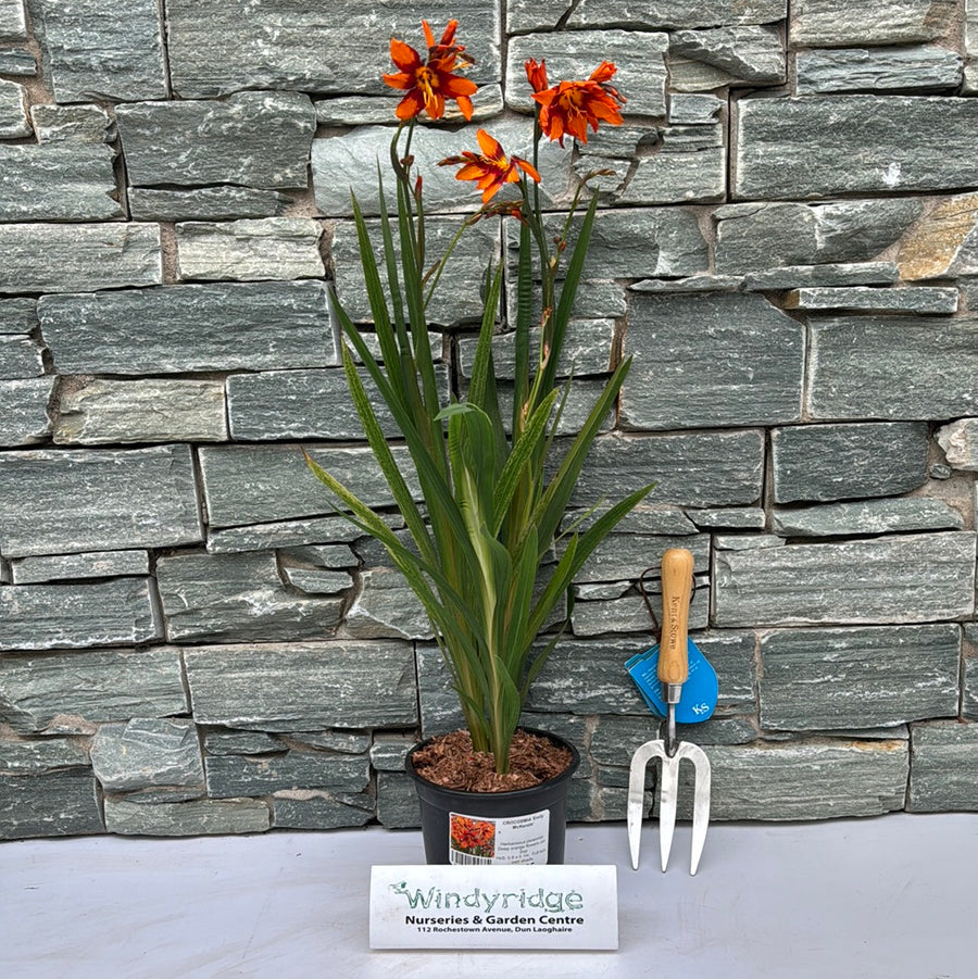 Crocosmia Emily Mckenzie - Herbaceous - Windyridge Garden Centre