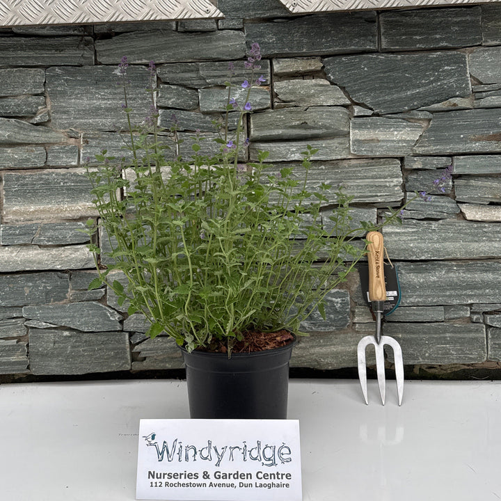 NEPETA faas. 'Kit Kat' 3L