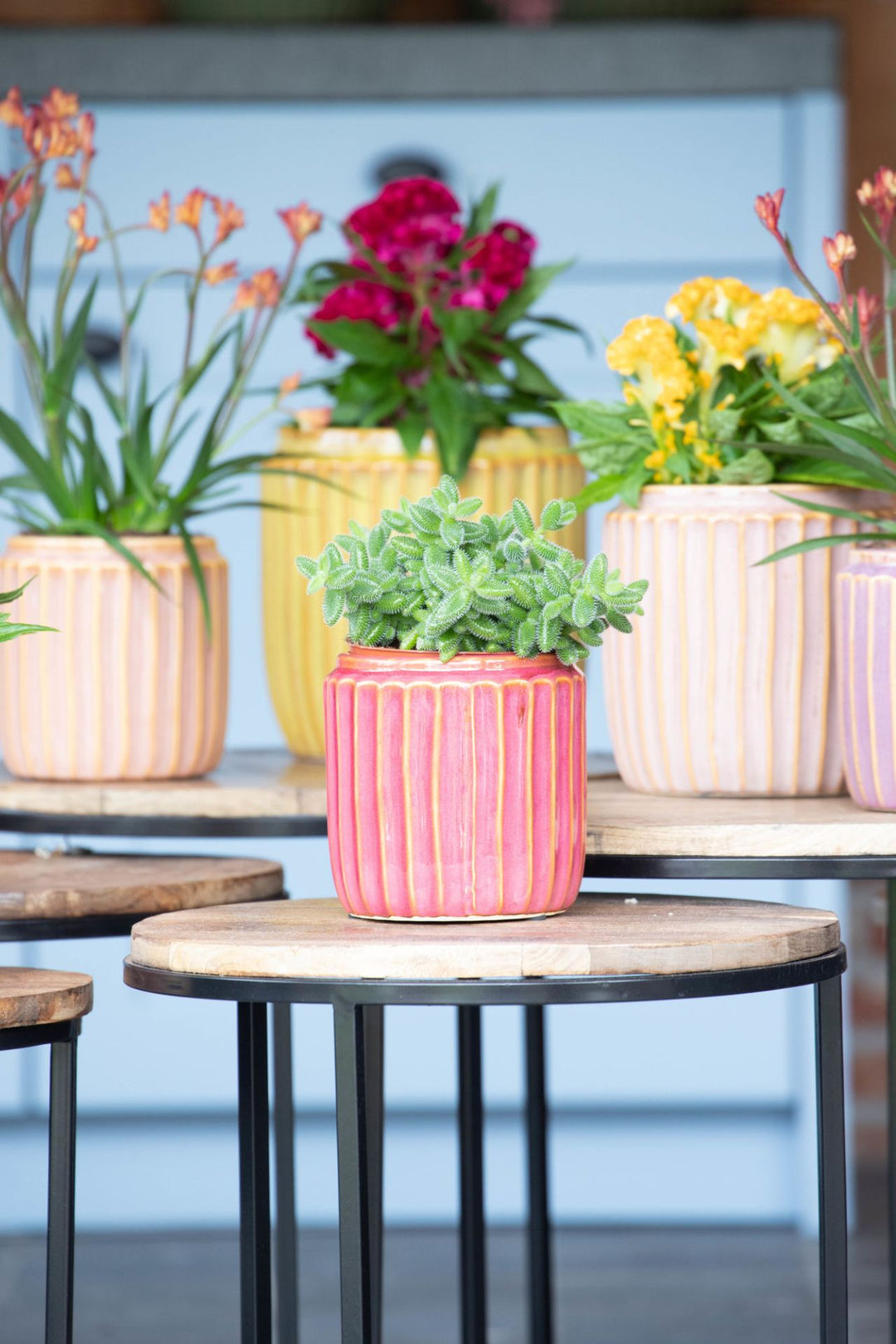 Hamlet Cylinder Cherry Ø17 H17 - Pots - Windyridge Garden Centre