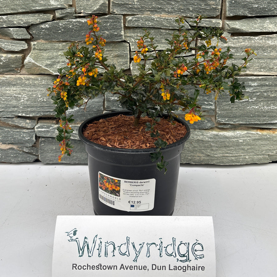 Berberis Darwinii Compacta - Shrubs - Windyridge Garden Centre