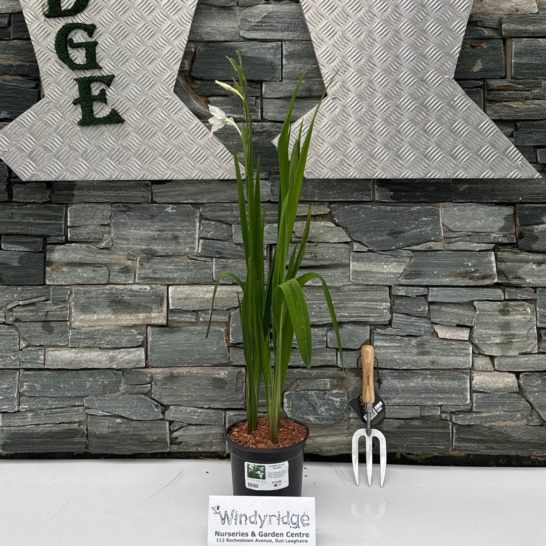 GLADIOLUS call. 'Murielae'
