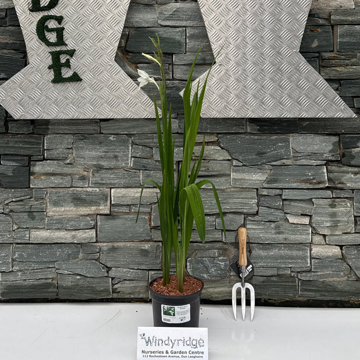 GLADIOLUS call. 'Murielae'