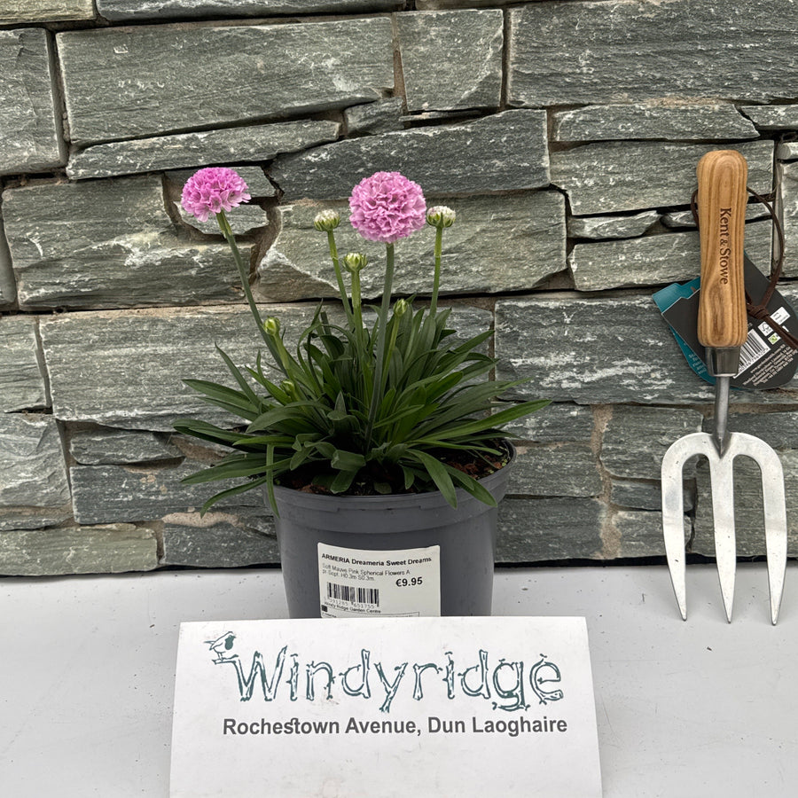 Armeria Dreameria Sweet Dreams - Herbaceous - Windyridge Garden Centre