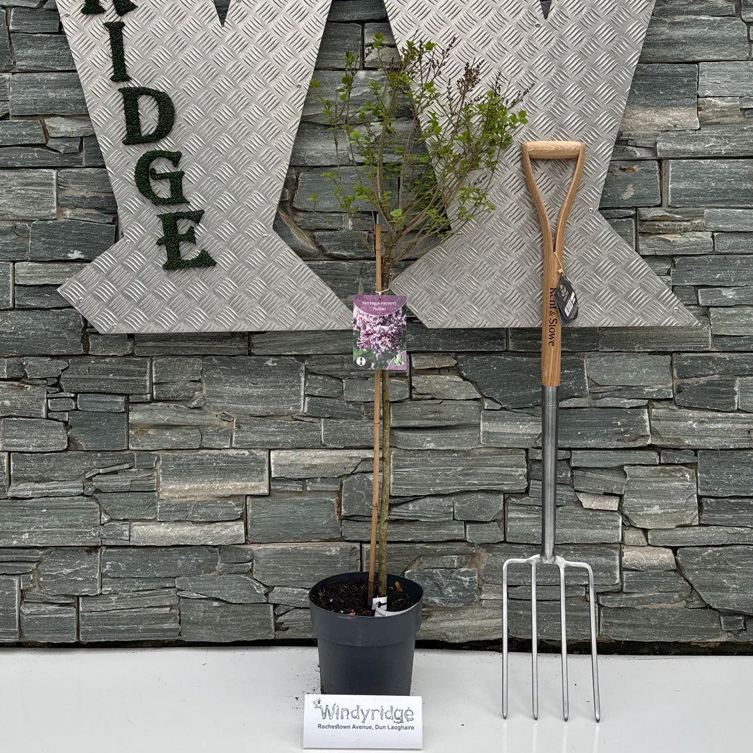 Syringa Meyeri Palibin - Shrubs - Windyridge Garden Centre