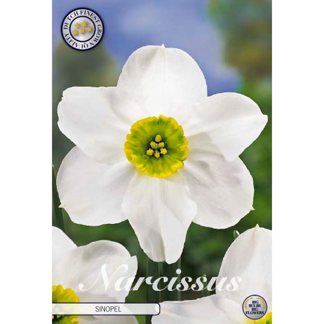 Narcissus 'Sinopel' 5-Pack