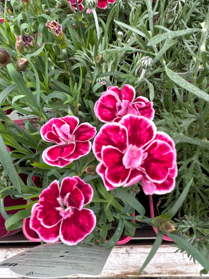 Carnation Dianthus Capitan Cologne (2Ltr Pot)