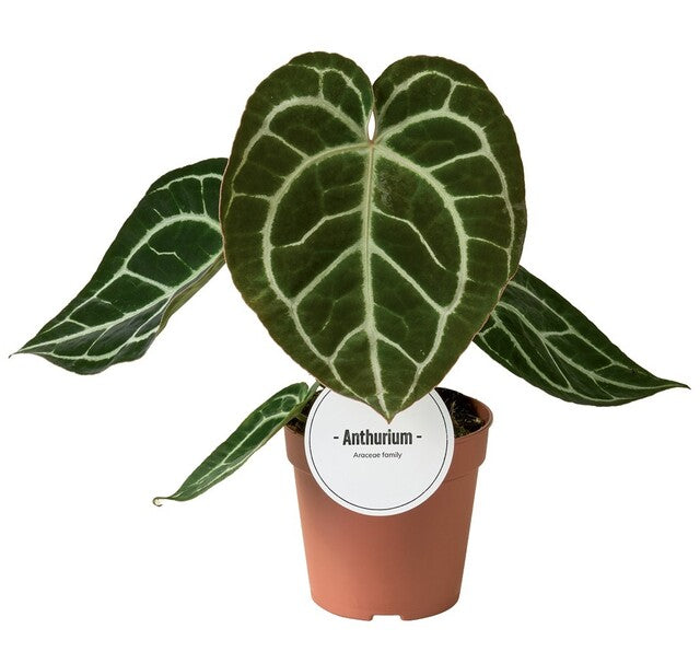 Anthurium ... 'Crystallinum' - Indoor Plants - Windyridge Garden Centre