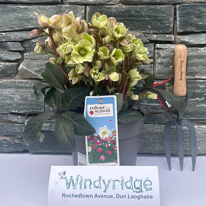 Helleborus Winter Sunshine (3 Ltr Pot)