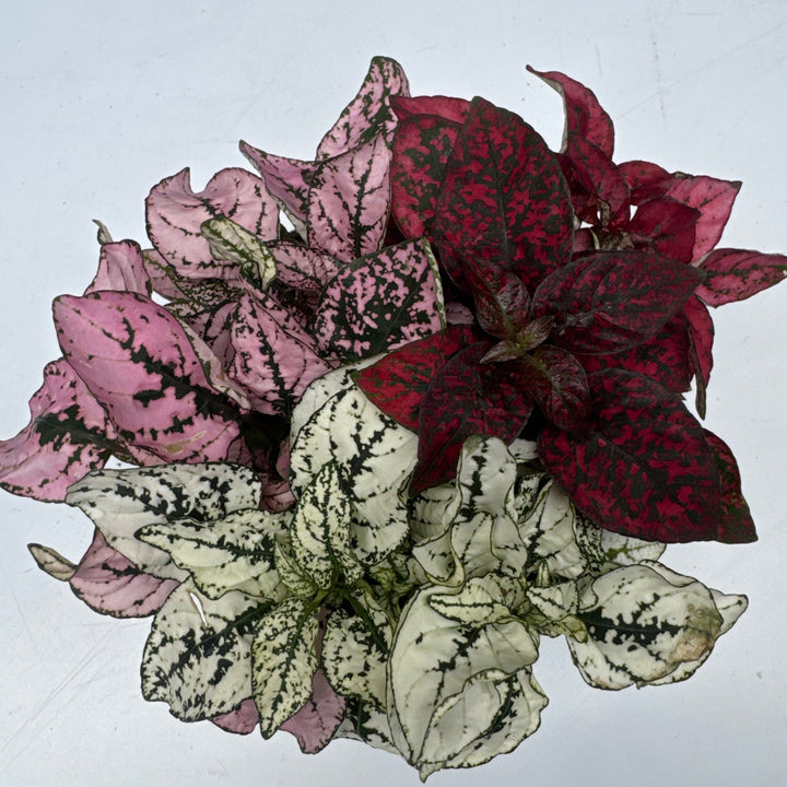 Hypoestes phyllo. DolcAmore