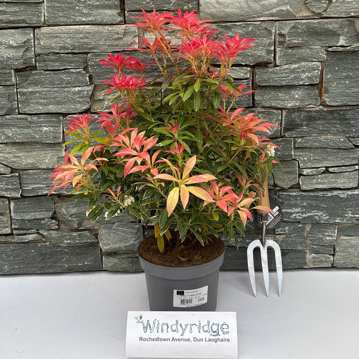 Pieris J. Flaming Silver - Shrubs - Windyridge Garden Centre