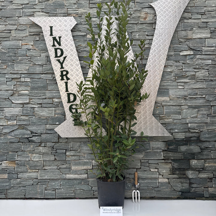 LAURUS NOBILIS CLT 18 H 175 - 200 CM