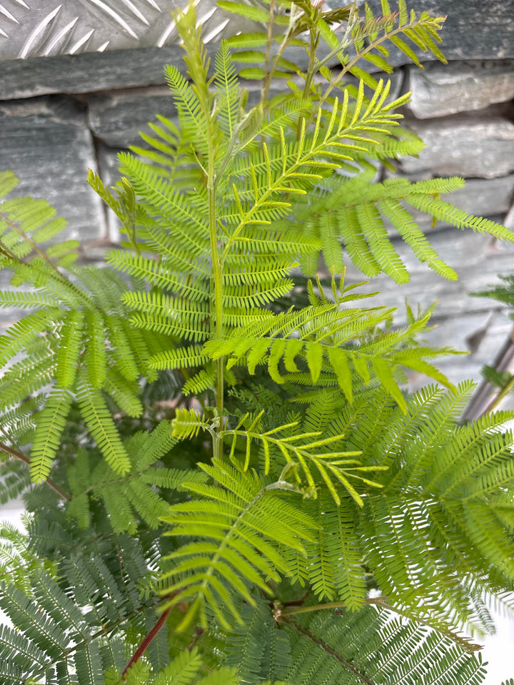 ACACIA DEALBATA 3 lt