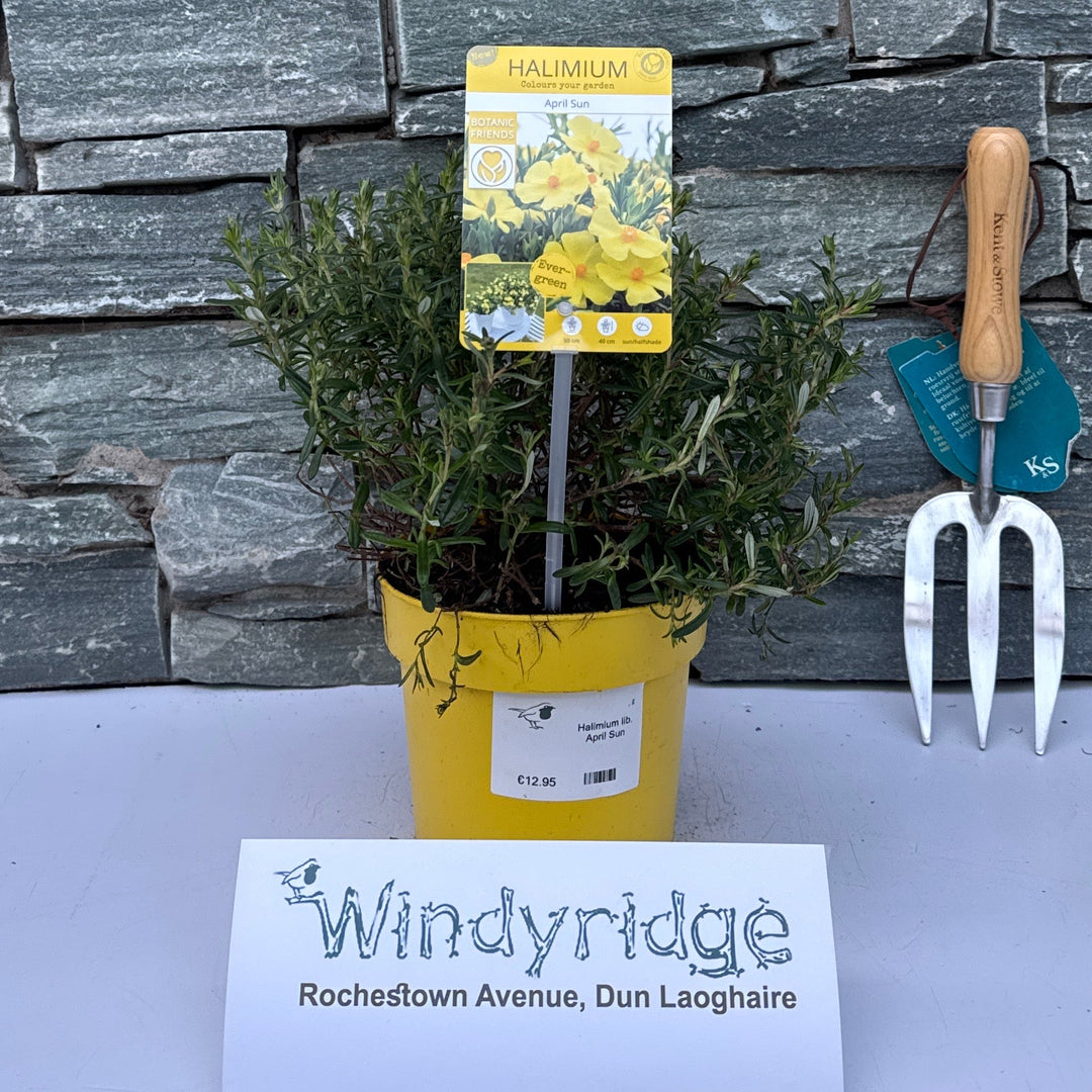 Halimium Lib. April Sun - Shrubs - Windyridge Garden Centre