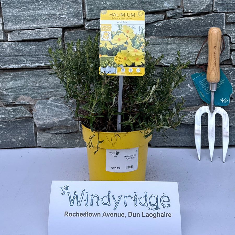 Halimium Lib. April Sun - Shrubs - Windyridge Garden Centre
