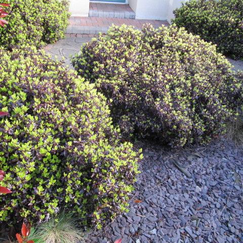 Pittosporum Tenui. Tom Thumb - Shrubs - Windyridge Garden Centre