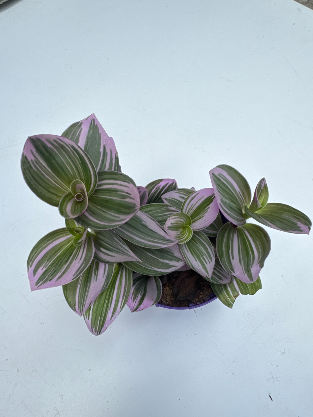 Tradescantia Nanouk  (7cm Pot)