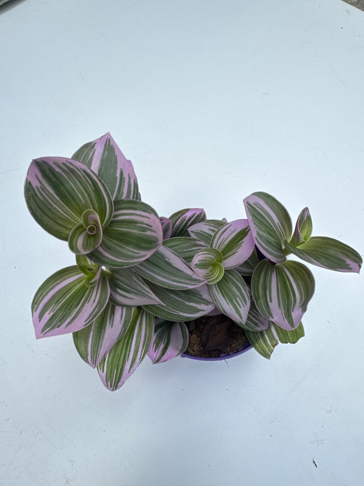 Tradescantia Nanouk  (7cm Pot)