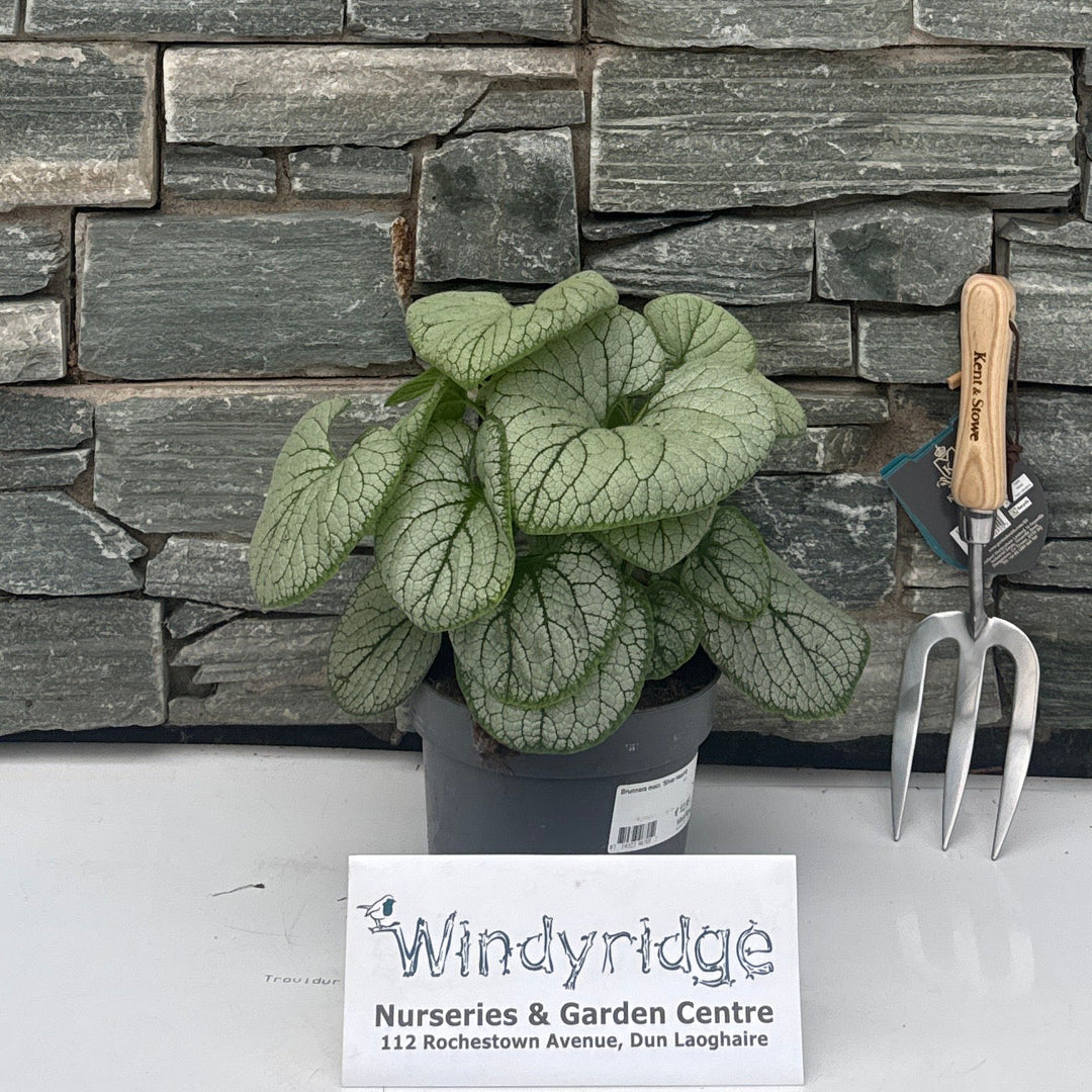 Brunnera macr. 'Silver Heart'® P17