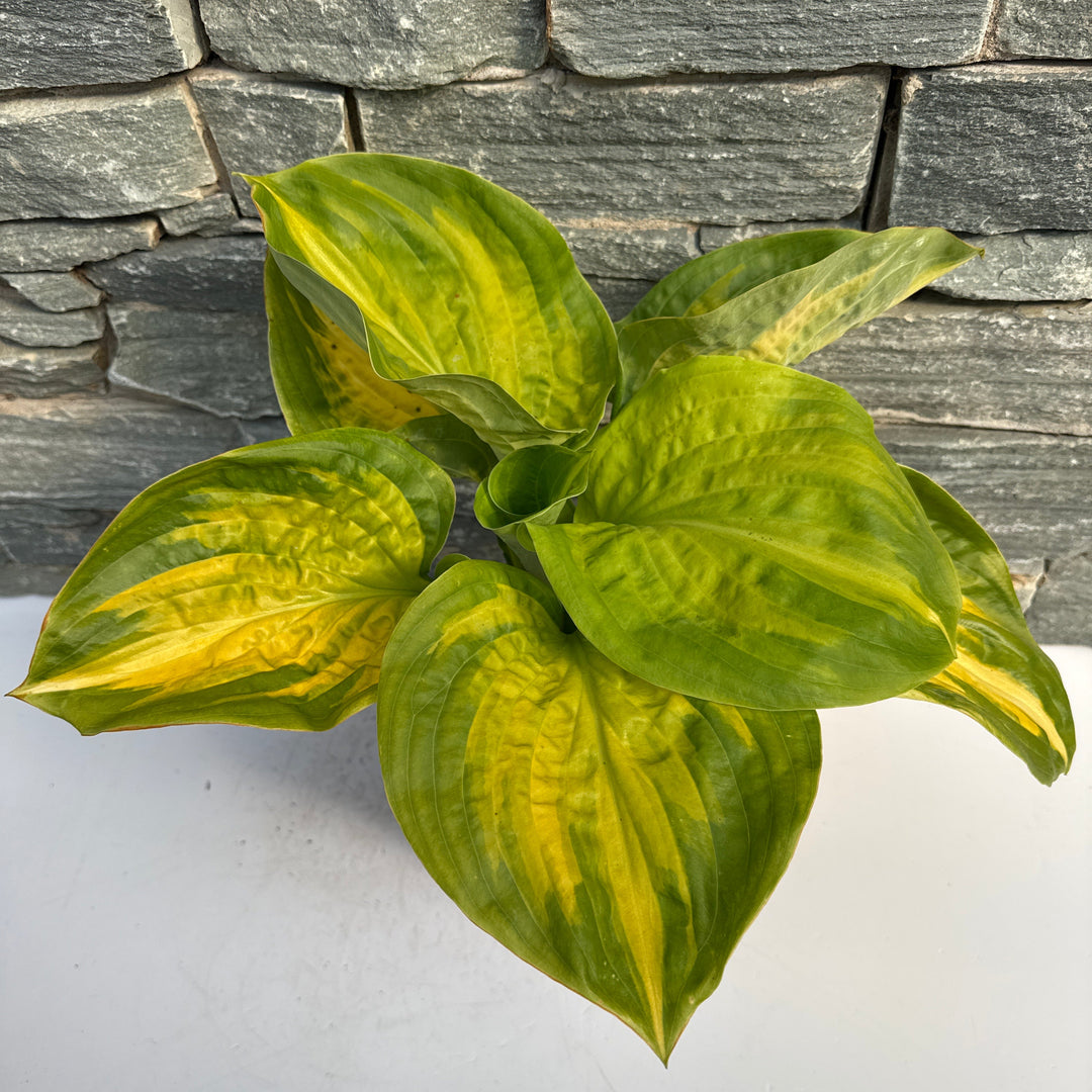 HOSTA Stained Glass