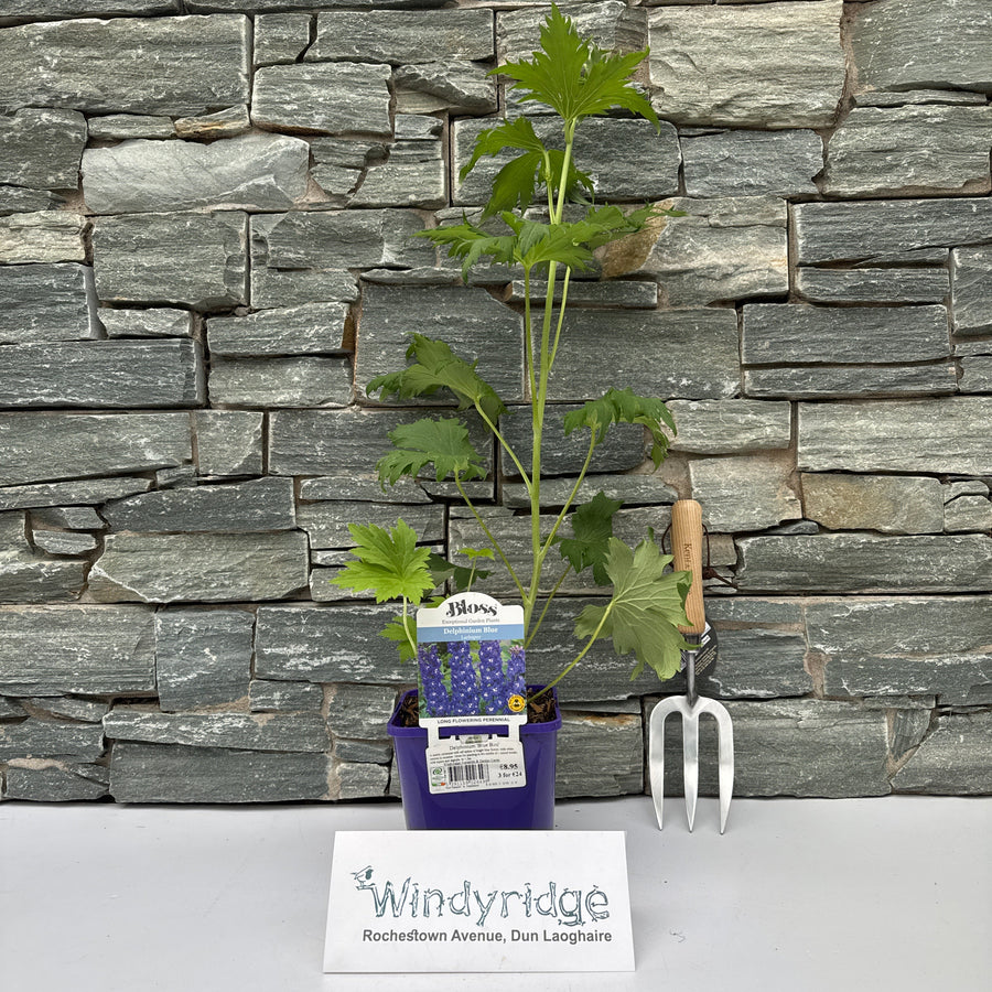 Delphinium 'Blue Bird' - Herbaceous - Windyridge Garden Centre