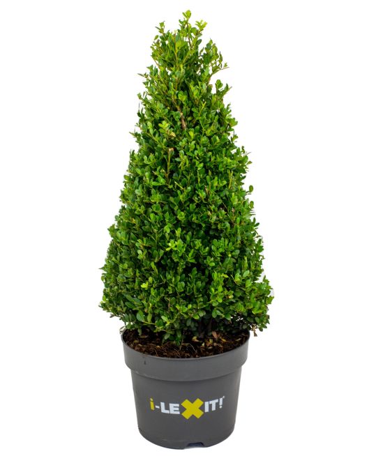 Ilex Crenata Dark Green  60-65 Cm Pyr - Standard Trees And Topiary - Windyridge Garden Centre