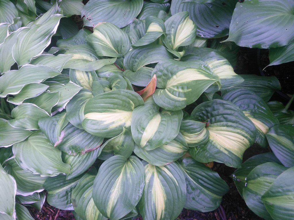 Hosta Fragrant Blue