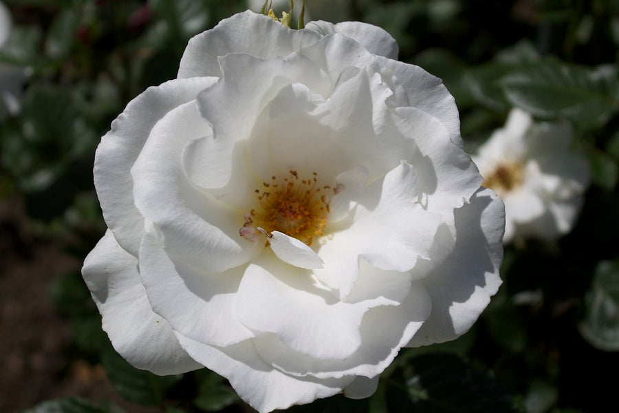 ROSA-MARGARET-MERRIL-Flower-1