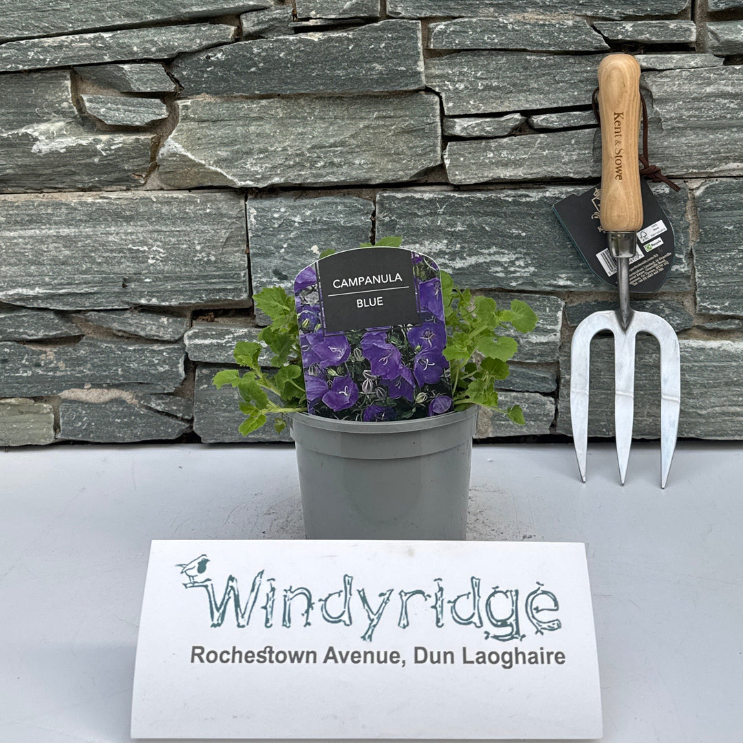 Campanula Blue Dome - Herbaceous - Windyridge Garden Centre