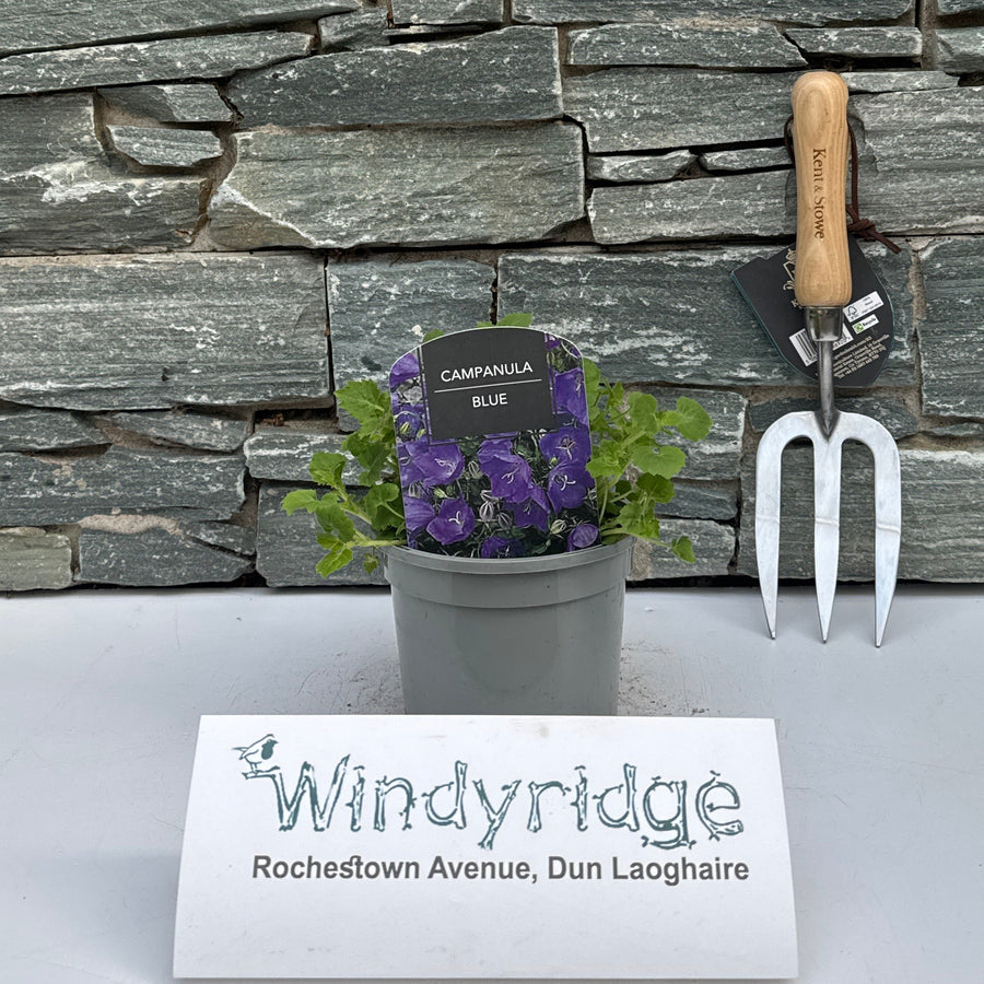 Campanula Blue Dome - Herbaceous - Windyridge Garden Centre