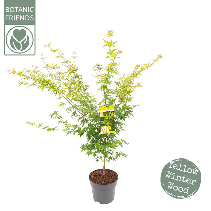Acer Palm. Bi Hoo - Trees - Windyridge Garden Centre
