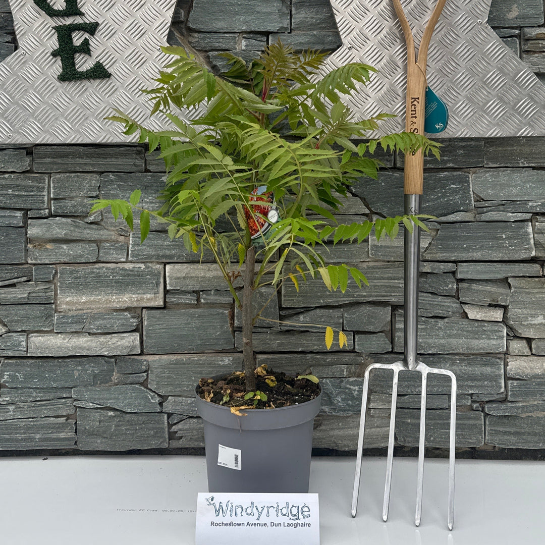 Rhus typhina