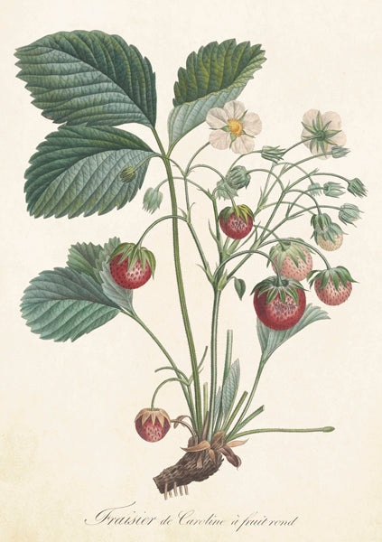 Greeting Cards With Envelopes - 12X17 Cm - Alpine Strawberries - Gift Shop - Windyridge Garden Centre