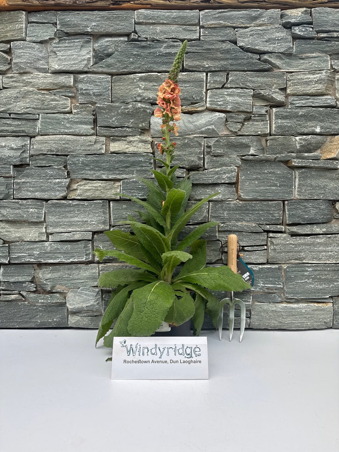 VERBASCUM Pink Petticoats