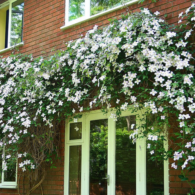 Clematis-montana-Grandiflora-Flower