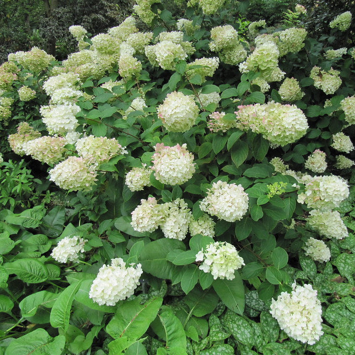 Hydrangea pan. Silver Dollar