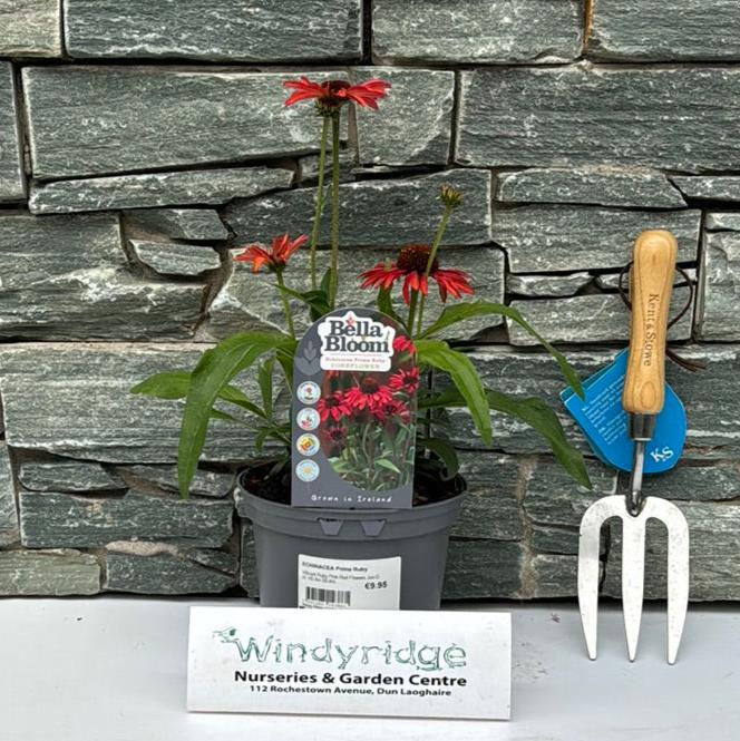 Echinacea Prima Ruby - Herbaceous - Windyridge Garden Centre