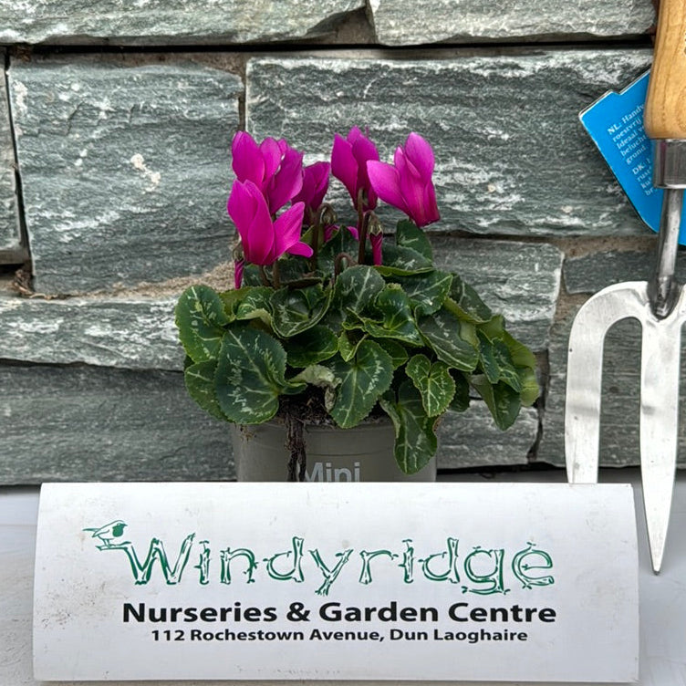 Cyclamen Purple 10.5cm