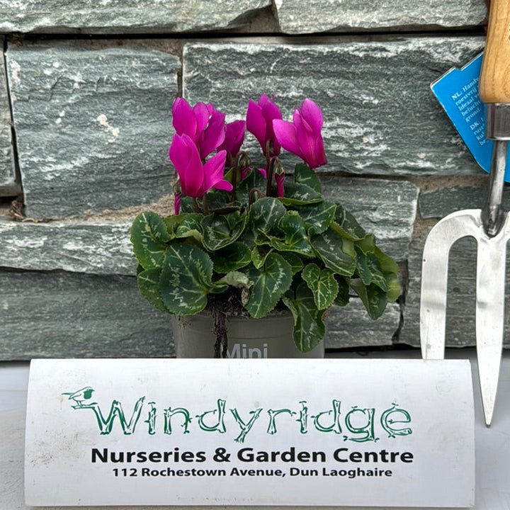 Cyclamen Purple 10.5cm