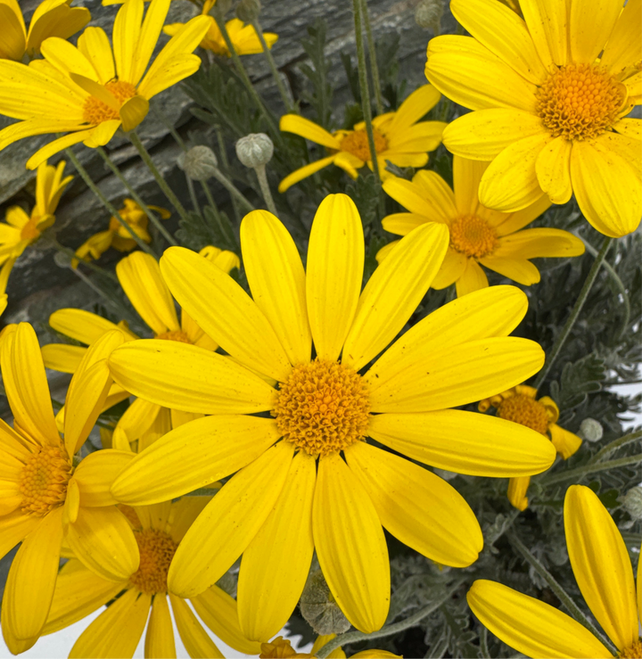 EURYOPS PECHTINATUS