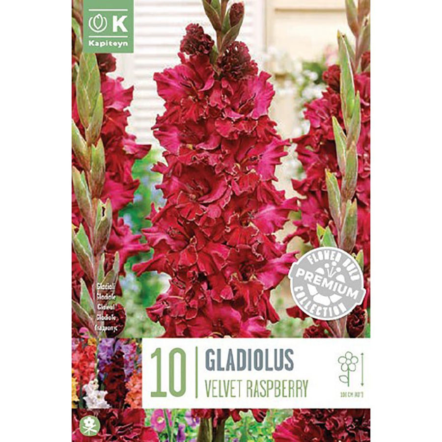 Gladiolus Velvet Raspberry 10 - Bulbs - Windyridge Garden Centre