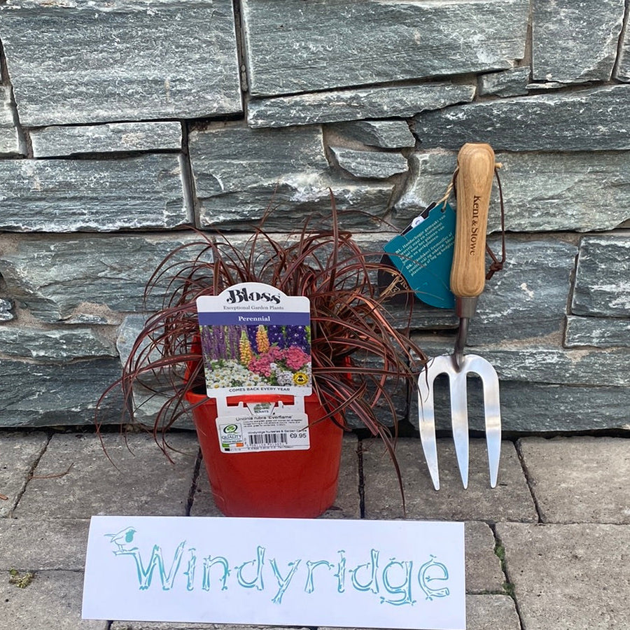 Uncinia Rubra Everflame - Herbaceous - Windyridge Garden Centre