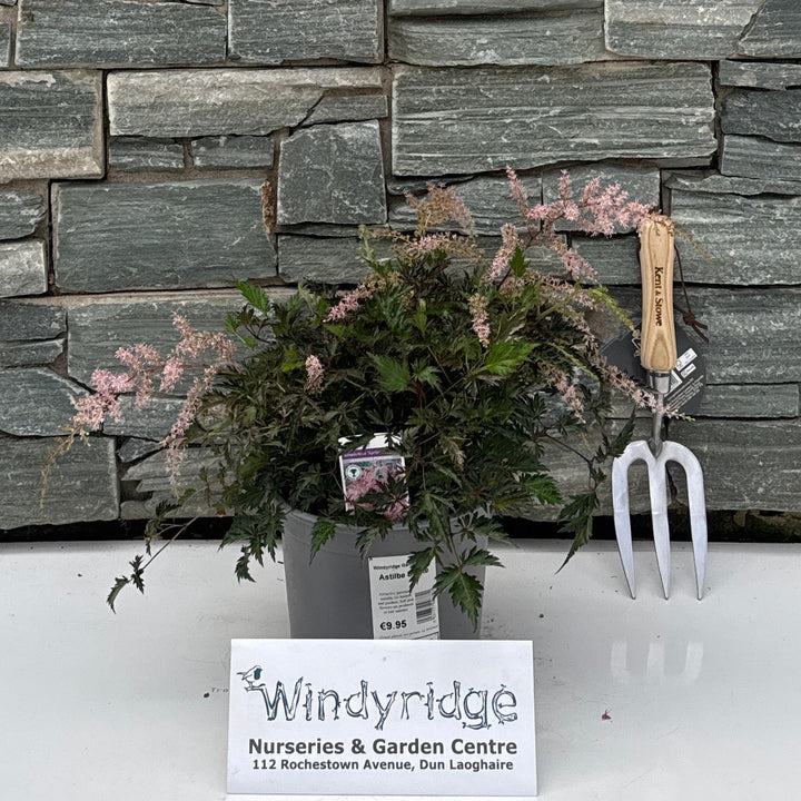 Astilbe Sprite