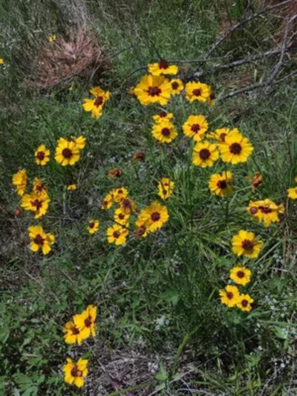 COREOPSIS Solar Moon