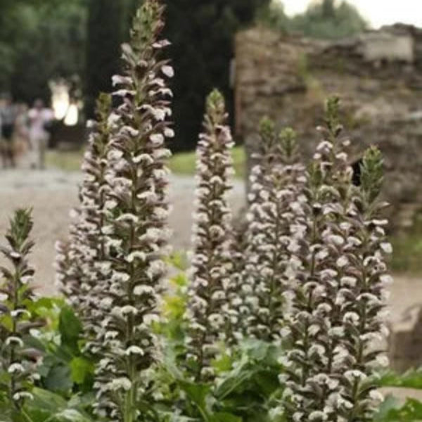 ACANTHUS Mornings Candle
