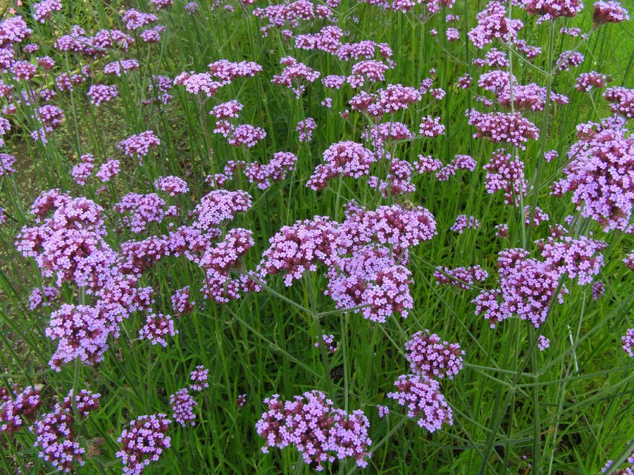 Verbena-bonariensis-Flower-1