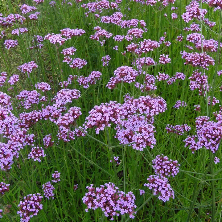 Verbena-bonariensis-Flower-1