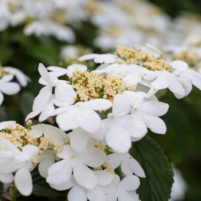 Viburnum-plic.-Watanabe-Flower