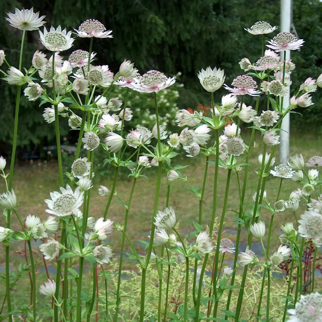 Astrantia maj. Shaggy