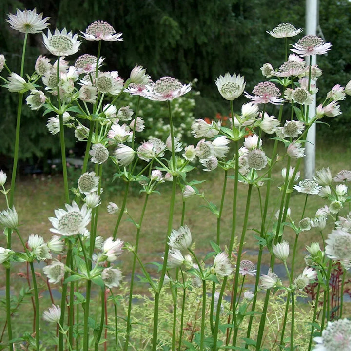 Astrantia maj. Shaggy