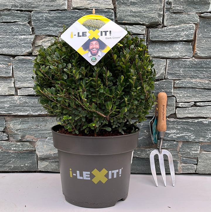 Ilex crenata Dark Green  30 CM BALL C7.5